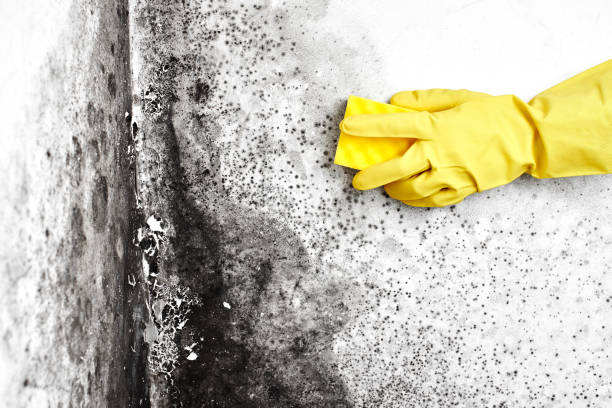 Best Mold Removal for HVAC Installations  in Phillipsburg, GA