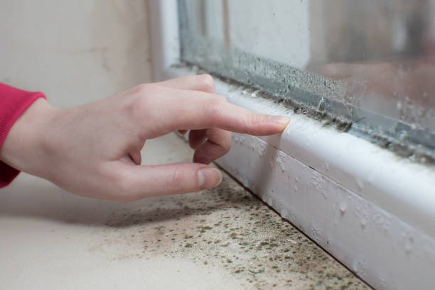 Best Black Mold Removal  in Phillipsburg, GA