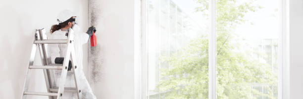  Phillipsburg, GA Mold Removal Pros